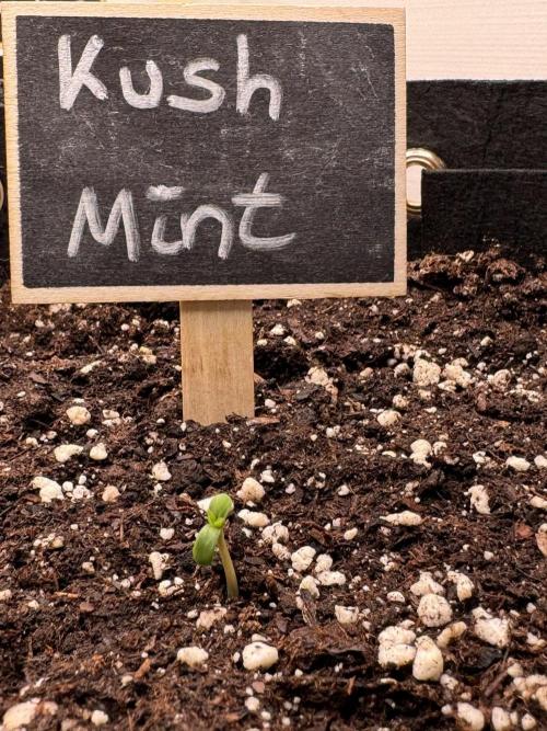 Kush Mint Auto - Super Strains. Week 0