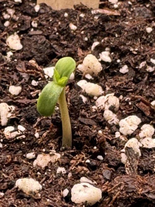 Kush Mint Auto - Super Strains. Week 0 - Tag 1, jetzt schon verliebt :-)