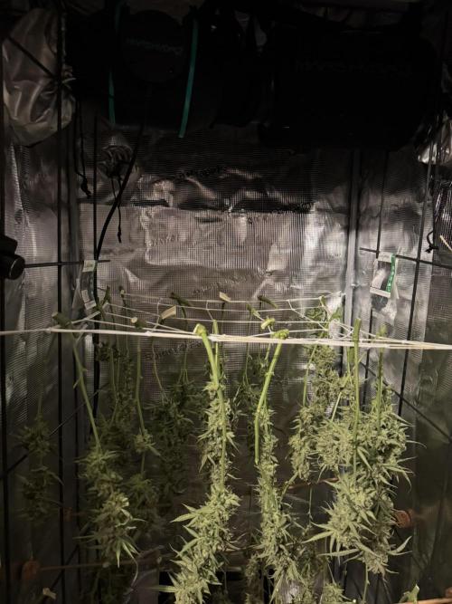 Sour Jealousy Auto. Week 12