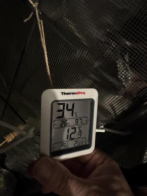 Sour Jealousy Auto. Week 12