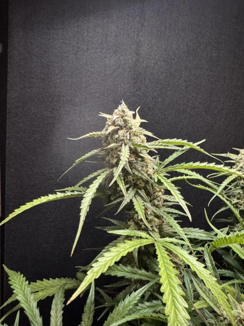 Sour Jealousy Auto. Week 12