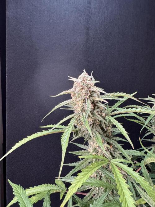 Sour Jealousy Auto. Week 12