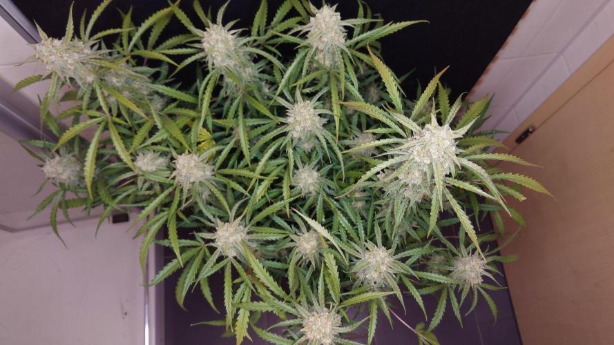 Sour Jealousy Auto. Week 12