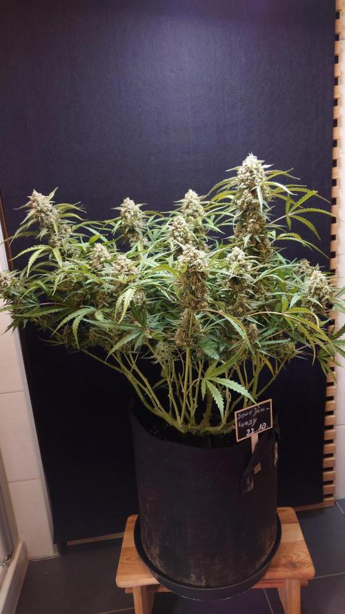 Sour Jealousy Auto. Week 12