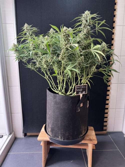 Sour Jealousy Auto. Week 12