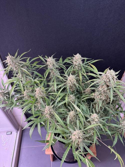 Sour Jealousy Auto. Week 12