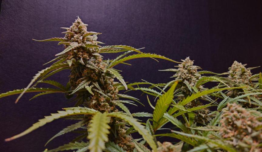 Sour Jealousy Auto. Week 12