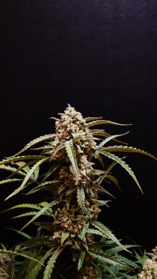 Sour Jealousy Auto. Week 12