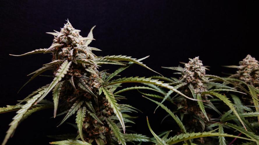 Sour Jealousy Auto. Week 12