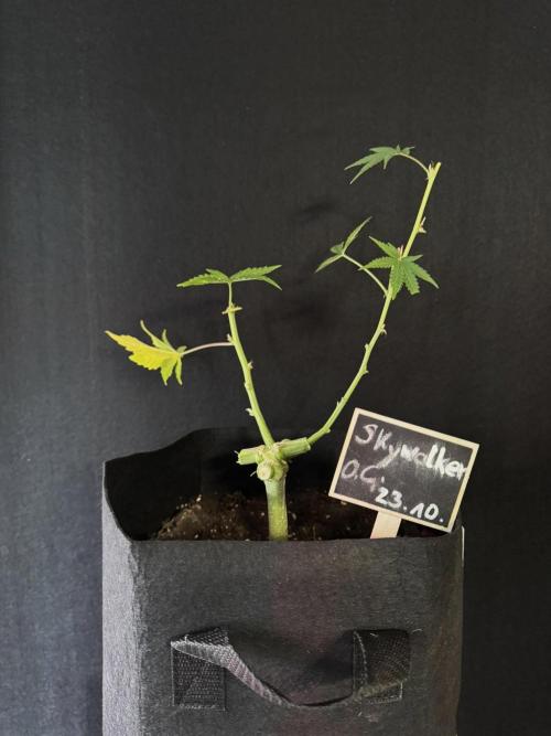 Skywalker OG Auto Indoor. Week 12 - Der klägliche Rest