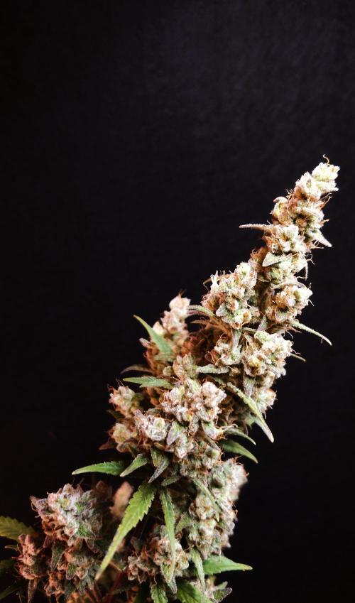 Skywalker OG Auto Indoor. Week 12