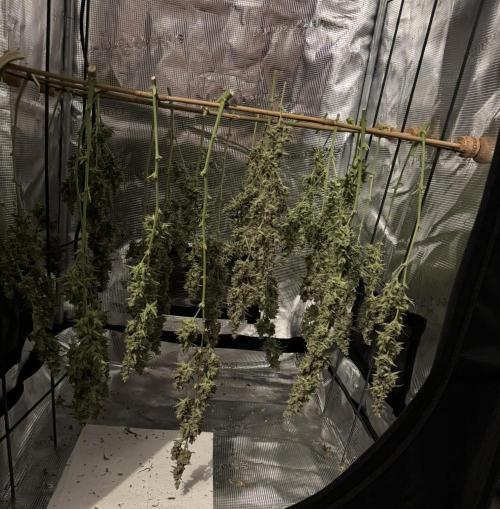 Skywalker OG Auto Indoor. Week 12