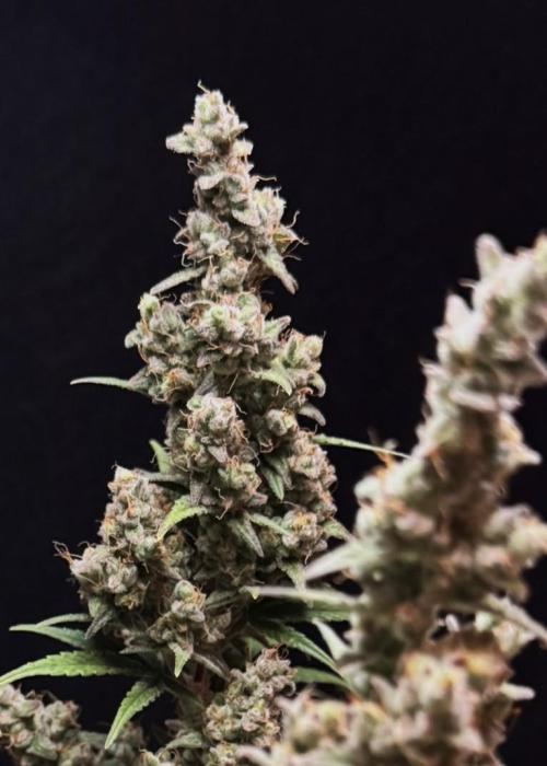 Skywalker OG Auto Indoor. Week 12