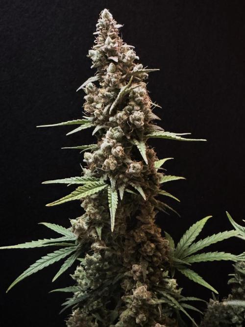 Skywalker OG Auto Indoor. Week 12