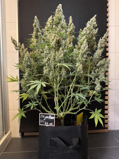 Skywalker OG Auto Indoor. Week 12