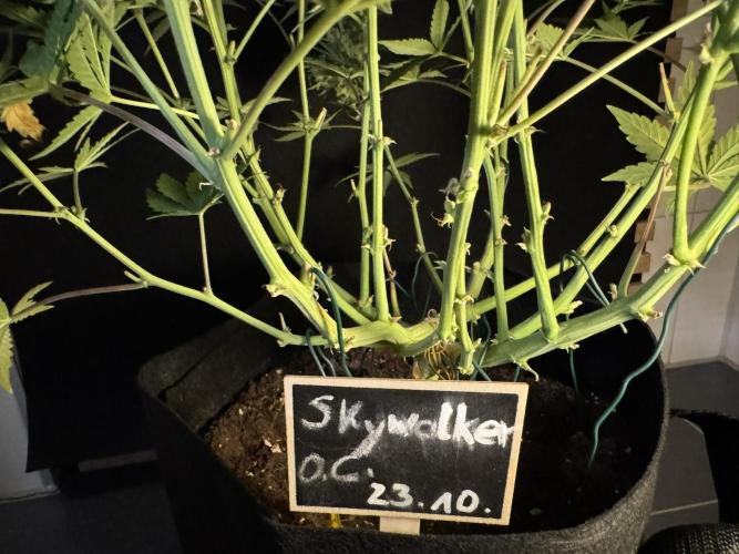 Skywalker OG Auto Indoor. Week 12