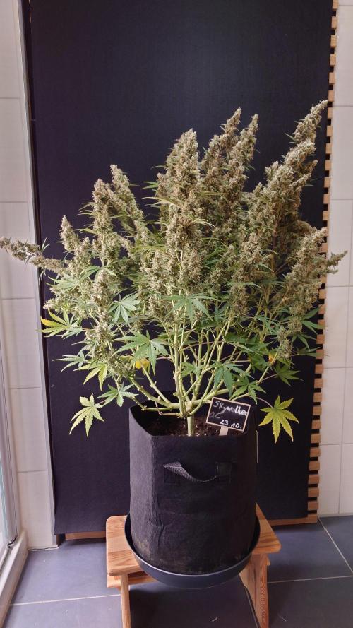 Skywalker OG Auto Indoor. Week 12