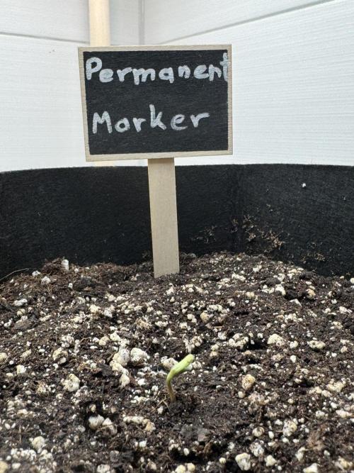 Permanent Marker. Week 0