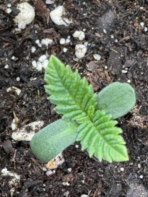 Permanent Marker. Week 0