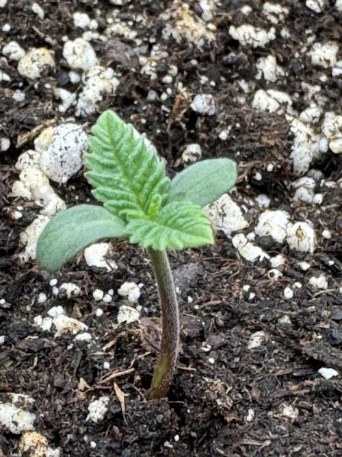 Permanent Marker. Week 0