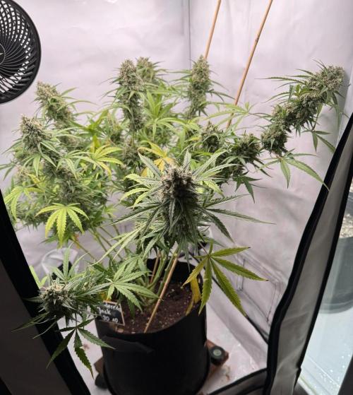 Cinderella Jack (Auto). Week 10