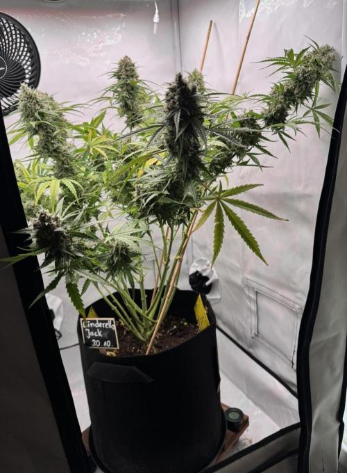 Cinderella Jack (Auto). Week 10