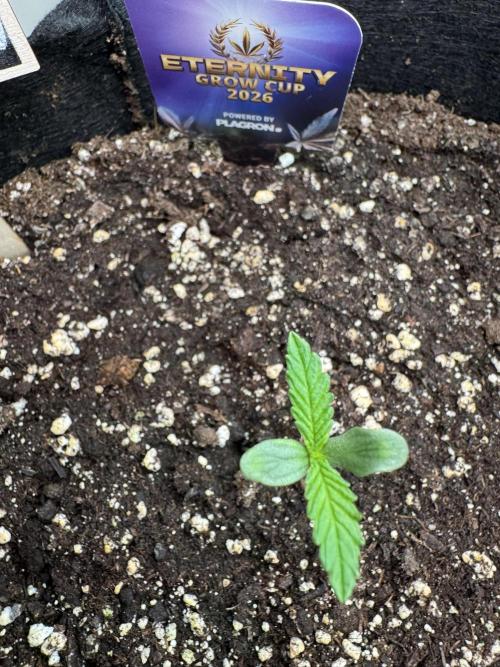 Sticky Broccoli Auto - Eternity Cup 2026. Week 0 - Day 3