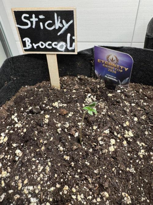 Sticky Broccoli Auto - Eternity Cup 2026. Week 0