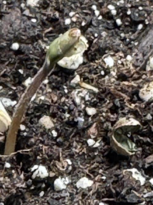 Sticky Broccoli Auto - Eternity Cup 2026. Week 0 - Day 1 - Samen liegt rechts unten im Bild