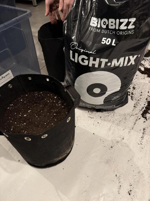 Sticky Broccoli Auto - Eternity Cup 2026. Week 0