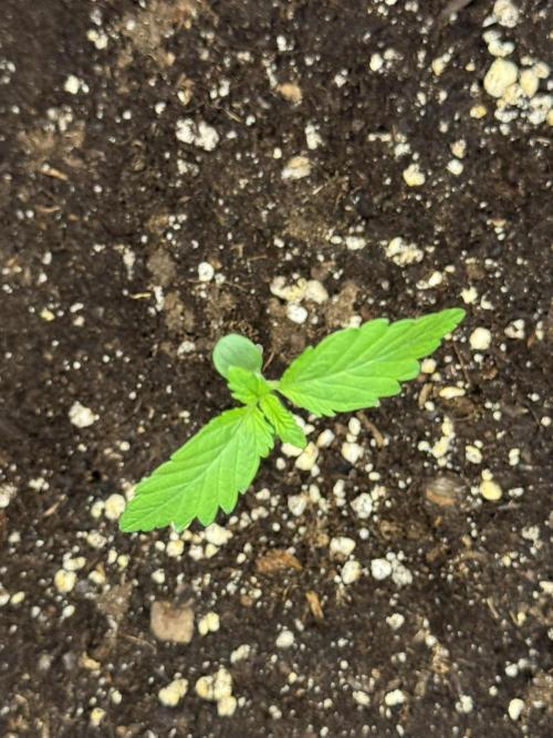 Kush Mint Auto - Super Strains. Week 1