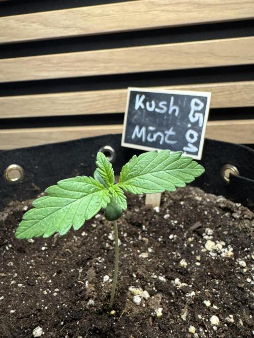 Kush Mint Auto - Super Strains. Week 1