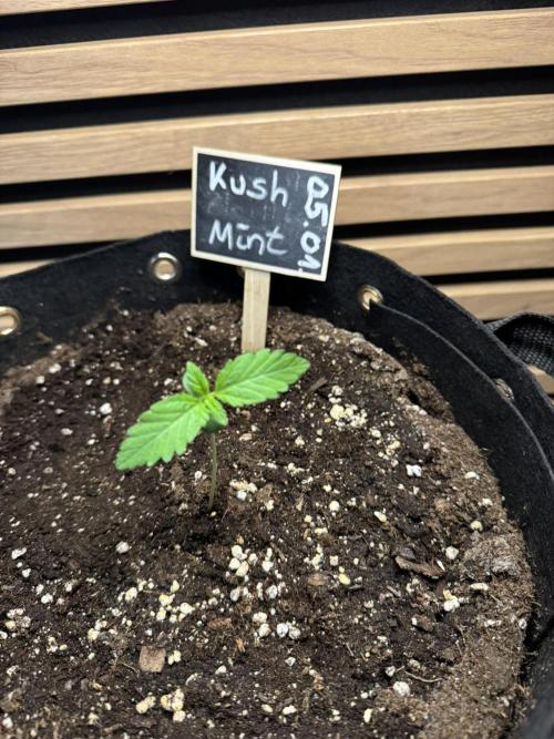 Kush Mint Auto - Super Strains. Week 1