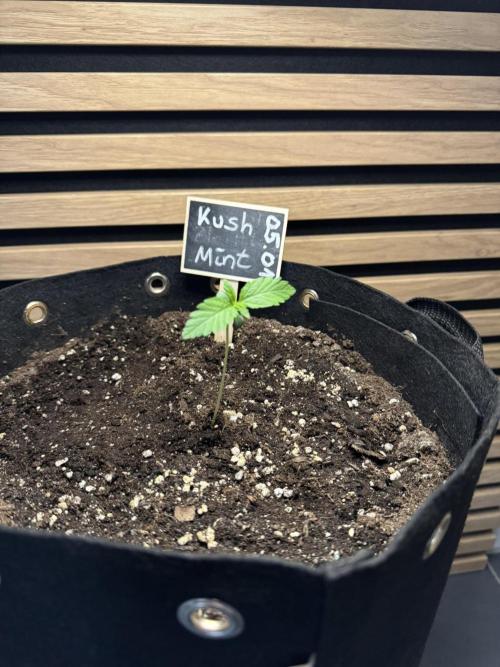 Kush Mint Auto - Super Strains. Week 1