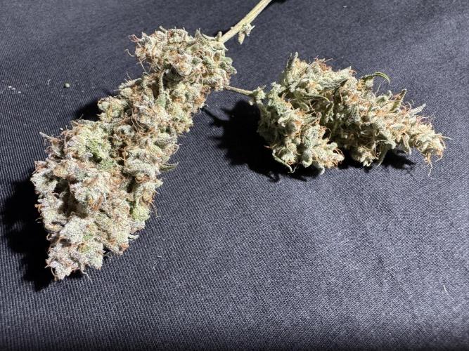 Skywalker OG Auto. Week 12