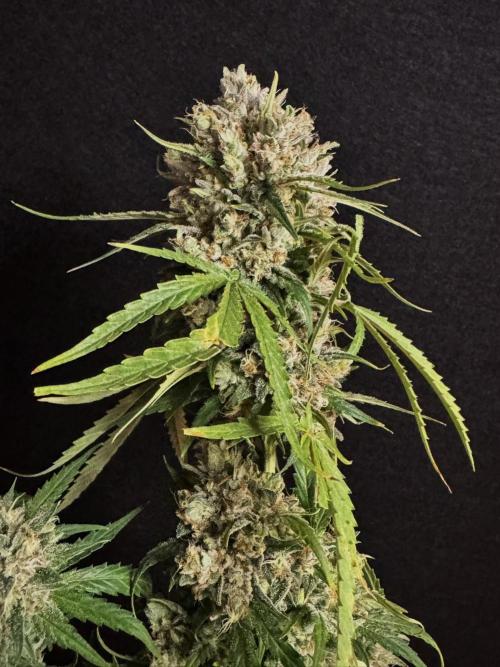 Cinderella Jack (Auto). Week 11