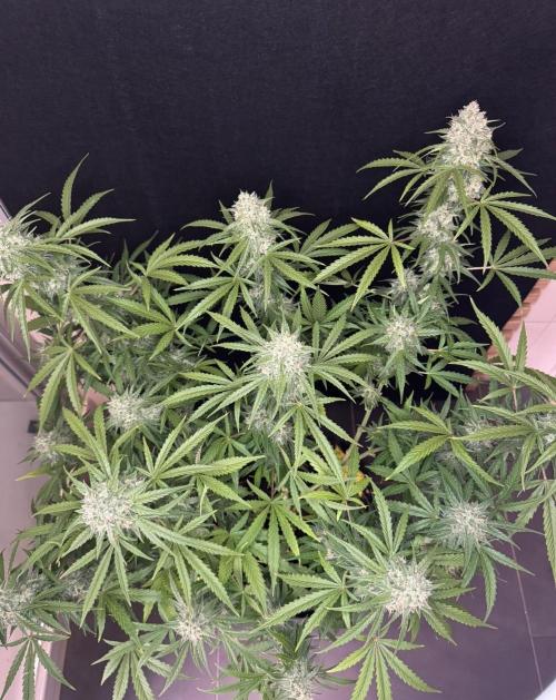 Cinderella Jack (Auto). Week 11