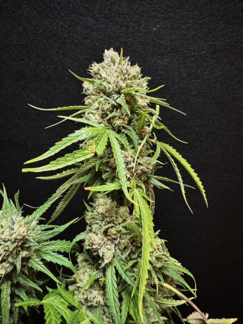 Cinderella Jack (Auto). Week 11