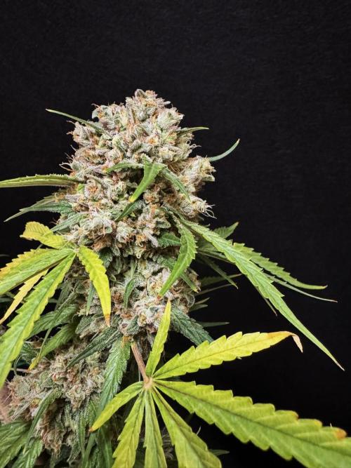 Cinderella Jack (Auto). Week 11