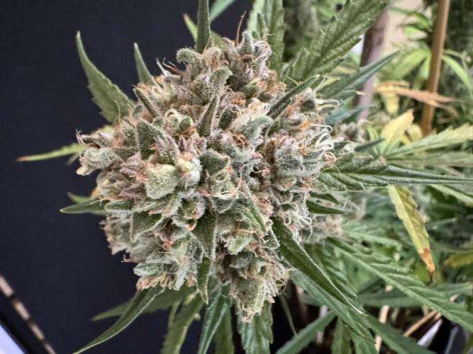 Cinderella Jack (Auto). Week 11