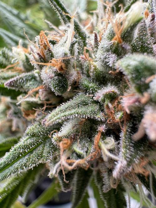 Cinderella Jack (Auto). Week 11