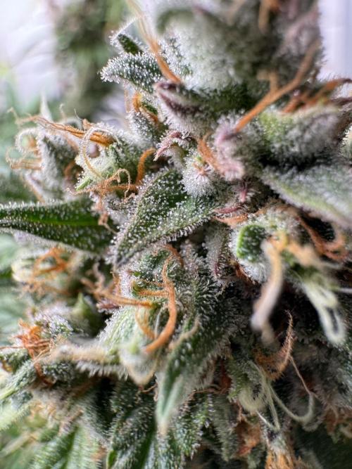 Cinderella Jack (Auto). Week 11