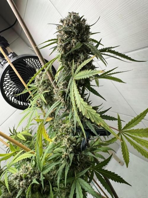 Cinderella Jack (Auto). Week 11