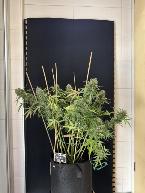 Cinderella Jack (Auto). Week 11