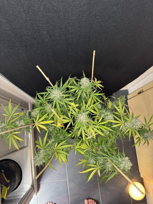 Cinderella Jack (Auto). Week 11