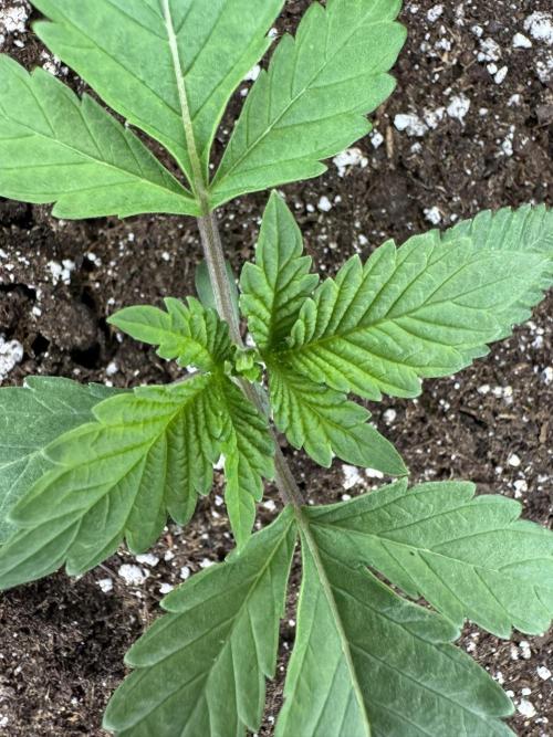 Permanent Marker. Week 1