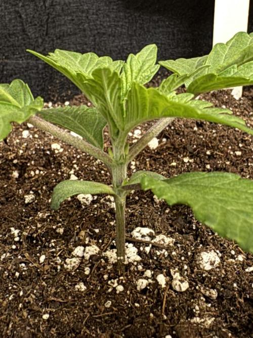 Permanent Marker. Week 1