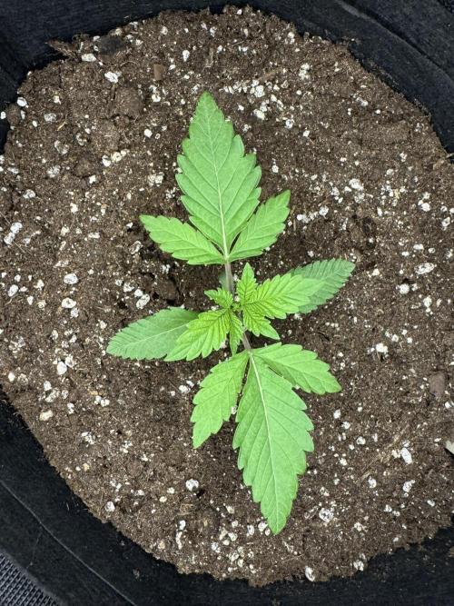 Permanent Marker. Week 1