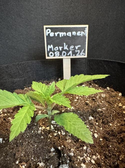 Permanent Marker. Week 1