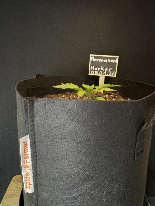 Permanent Marker. Week 1